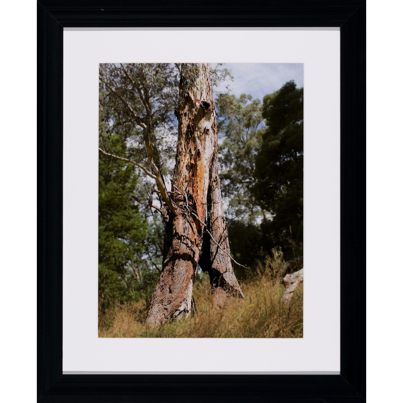 Jedda  Rose Jedda  Rose  — Coranderrk Aborginal Station Healesville, Victoria