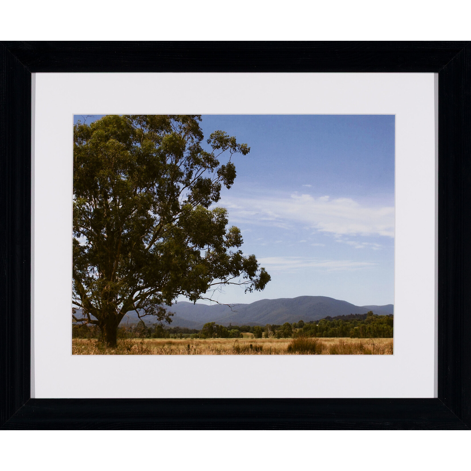 Jedda  Rose Jedda  Rose  — Coranderrk Aborginal Station Healesville, Victoria