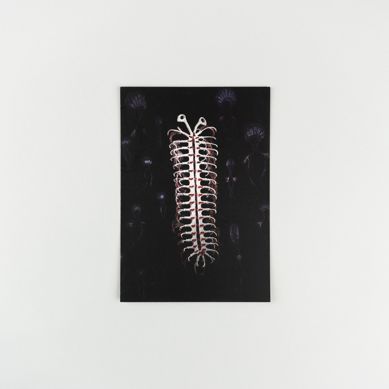 Jenny Crompton Postcard