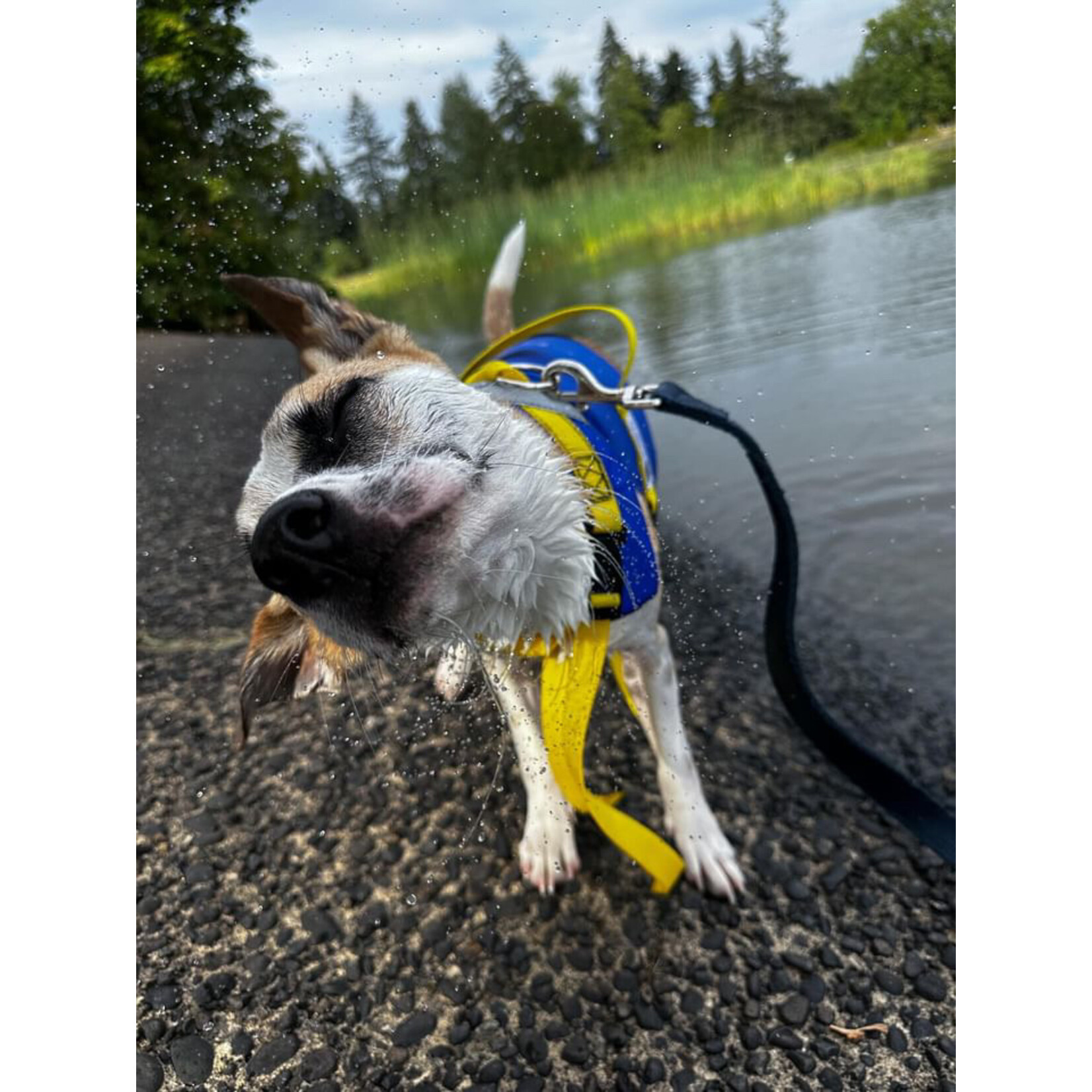 Fido float dog life jacket online