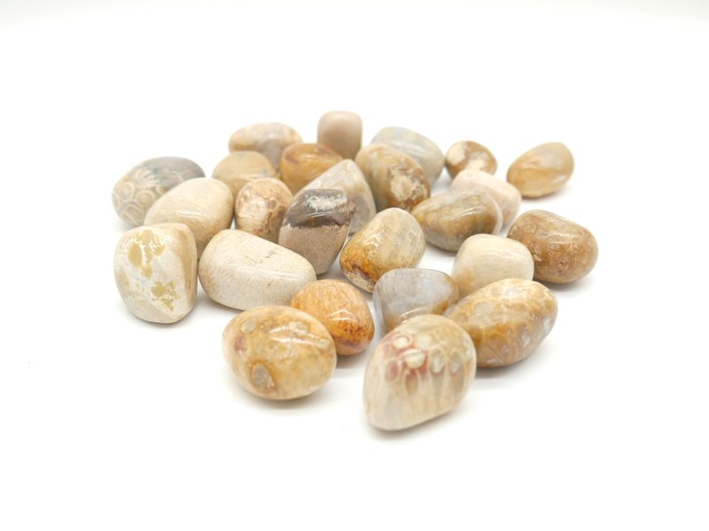 Coral Fossil Tumbled Stone