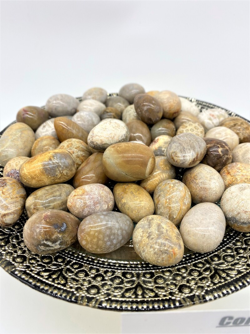 Coral Fossil Tumbled Stone