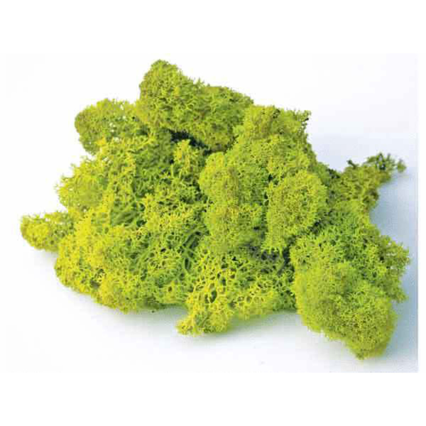 Supermoss Reindeer Moss Preserved Chartreuse 8oz