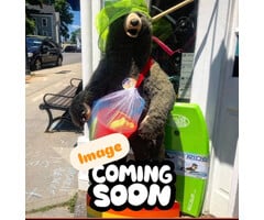 eeBoo Quantum Koala Create a Story Cards