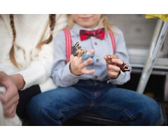 Great Pretenders Animal Kingdom: Jungle Rings, 24pcs, Assorted