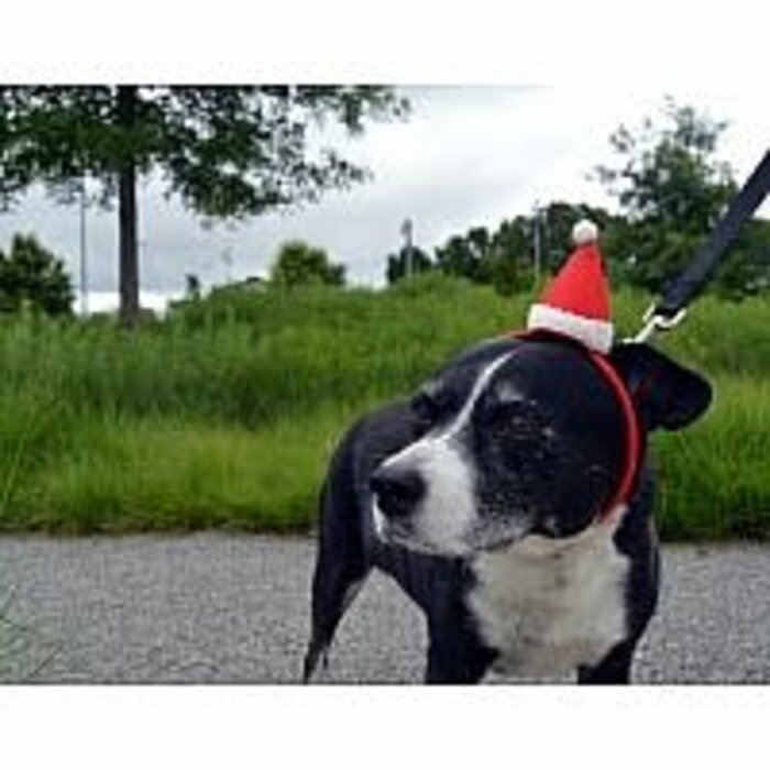 Jack Rabbit Headbands: Santa Hats