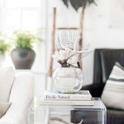 Jamie Dietrich Coral Starfish Seafan Float