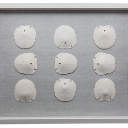 Jamie Dietrich Sealife Shadow Box -  Sand Dollar