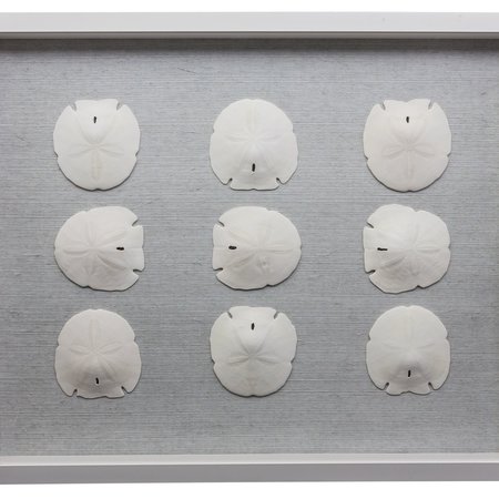 Jamie Dietrich Sealife Shadow Box -  Sand Dollar
