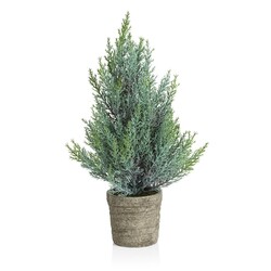 Zodax Pine Tree in Cement Pot