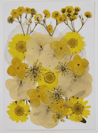 Faire Radiant Petals Dried Floral Packet