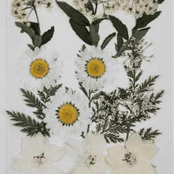 Faire Heirloom Daisy Dried Floral Packet