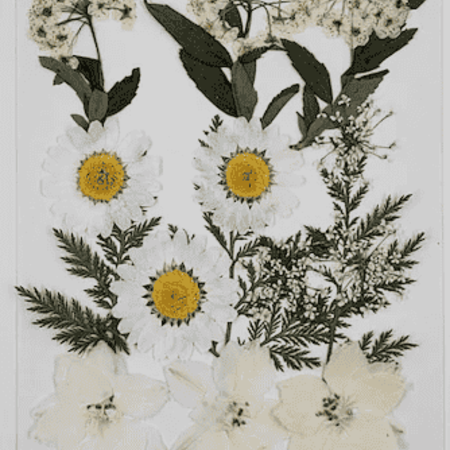 Faire Heirloom Daisy Dried Floral Packet