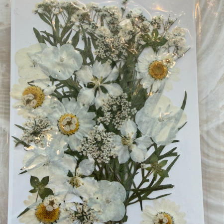 White Coastal Bloom Dried Floral Packet