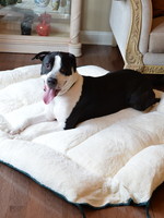 Armarkat Armarkat XL Luxury Dog Cushion Pet Bed/Mat Laurel Green/Ivory