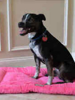 Armarkat Armarkat Large Dog Crate Soft Pad Mat w/Poly Fill Cushion Vibrant Pink