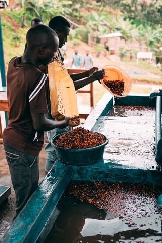 Two people wash coffee cherries as part of the coffee bean retrieval process.