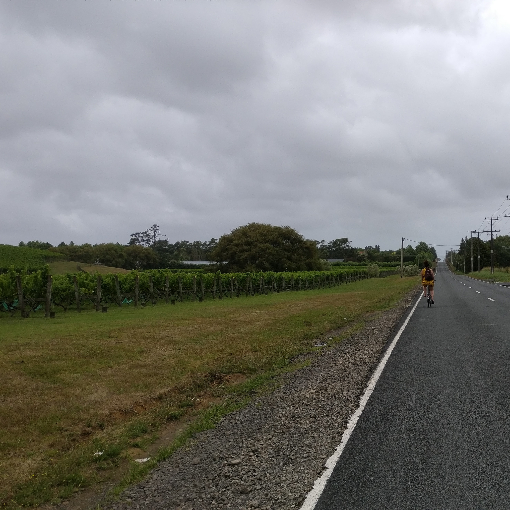 Caroline rides ahead on a paved road next to some fields.