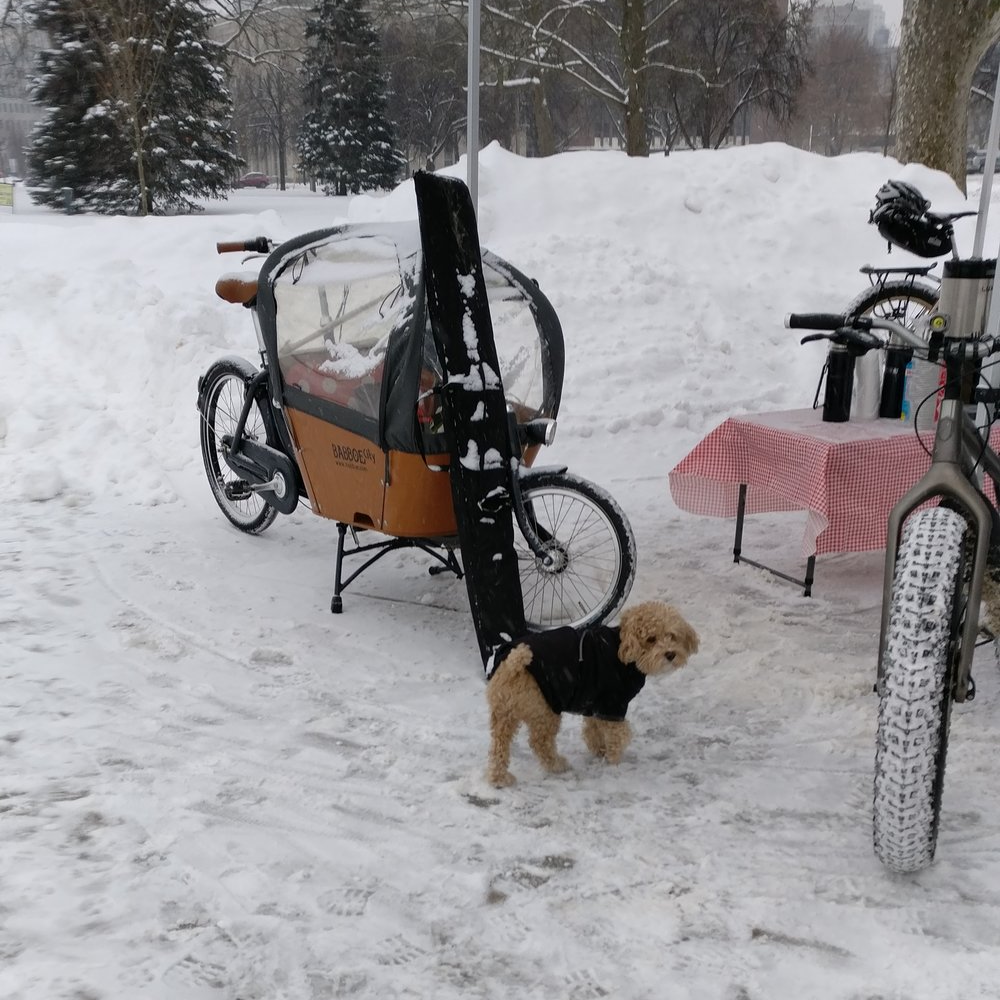 A dog waits in front of the Babboe City bakfiets waiting for his human to finish coffee.
