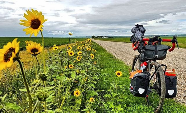 A bike loaded up with bags by a field of sunflowers.