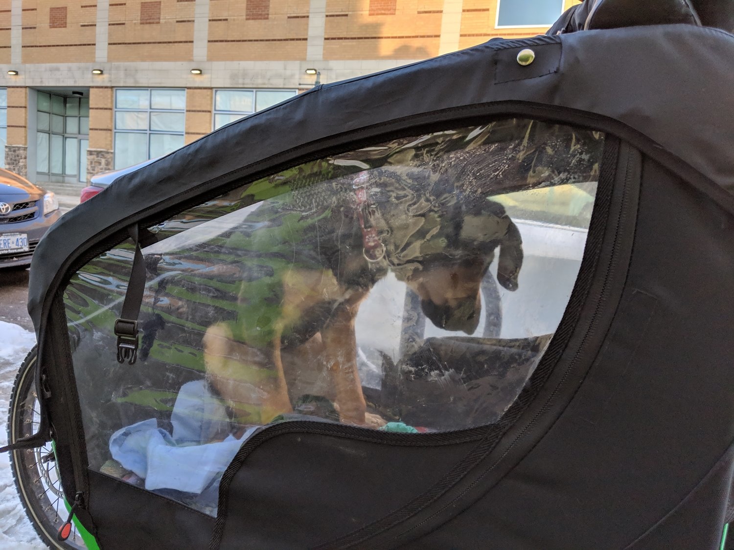 Hector the puppy sits inside the rain cover on the Bullitt.