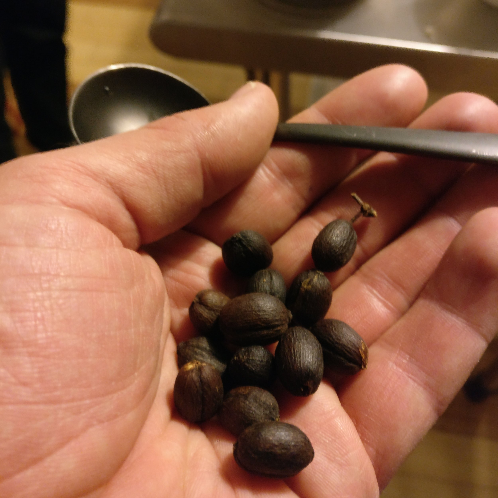 A hand holds some freshly roasted coffee beans.