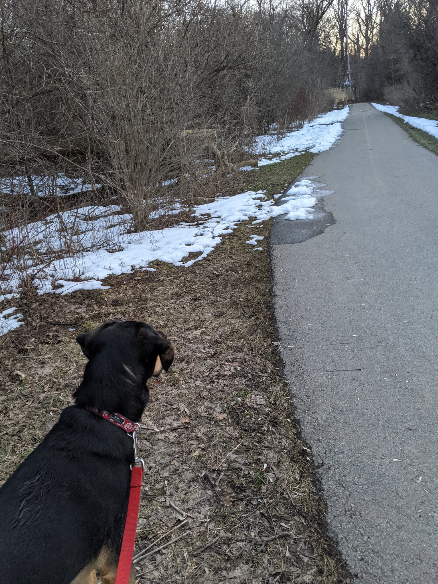 Hector the dog watches some deer down the trail in the distance.