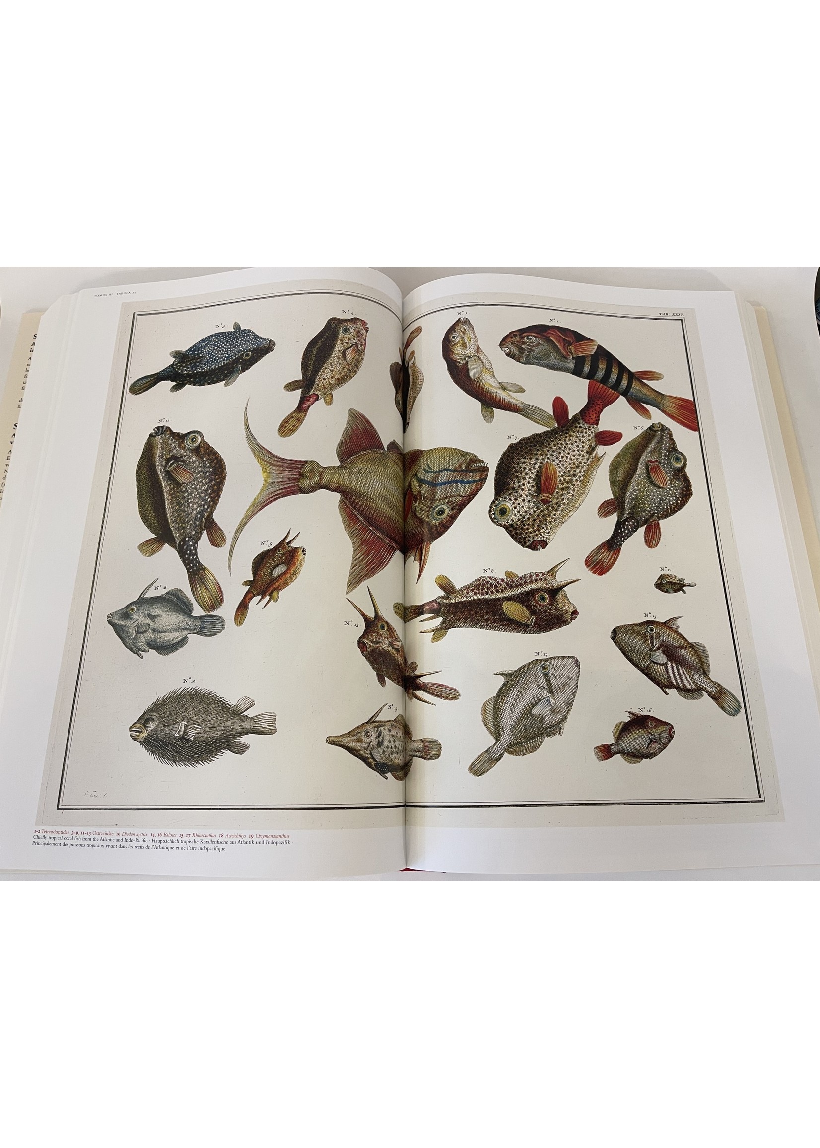 Taschen Books Cabinet of Natural Curiosities Book XL