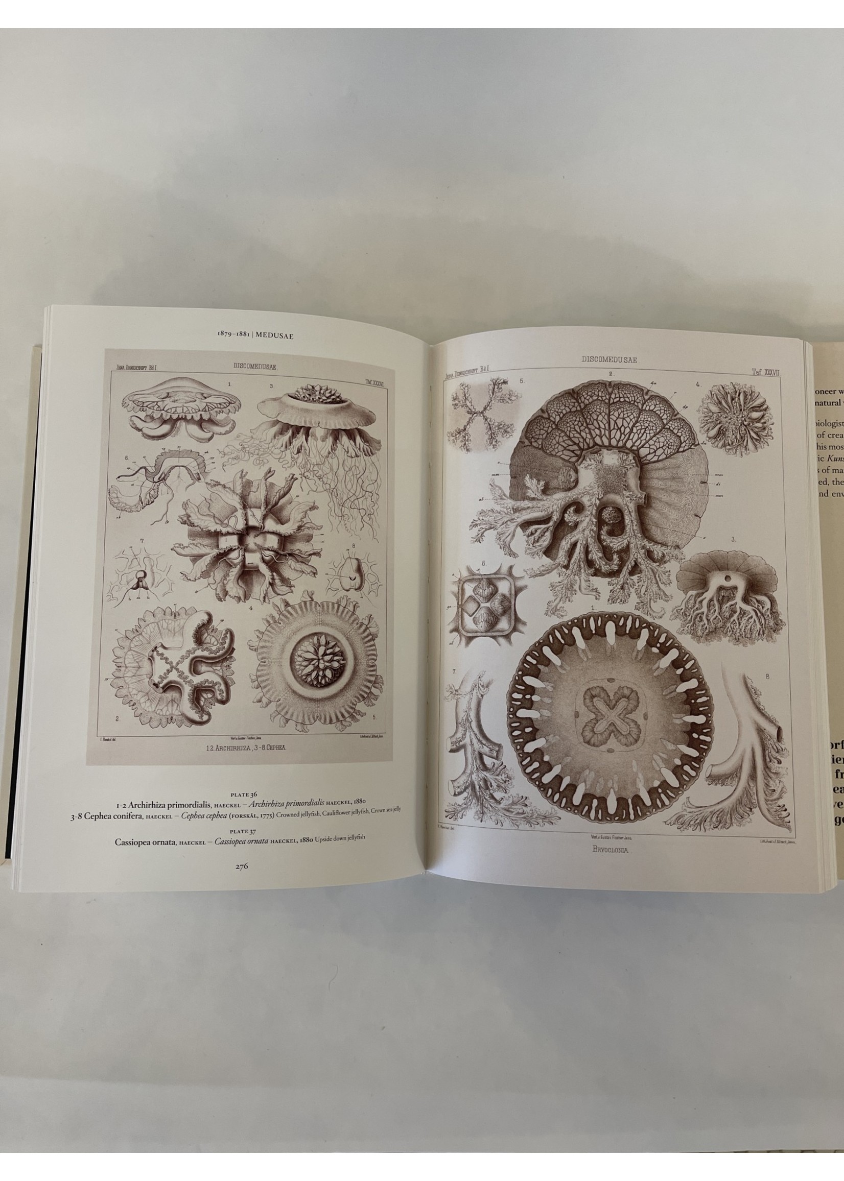 Taschen Books The Art & Science of Ernst Haeckel - small format