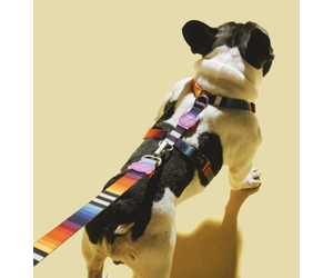 Zee Dog H - Harness - Prisma - Medium - Goldenball Mercantile