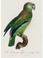 Ink & Drop Turquoise Fronted Amazon Bird Antique Print 20 x 28