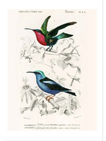 Ink & Drop Hummingbird Antique Print 9 x 12