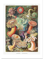 Ink & Drop Actinia Sea Anemones Vintage Print 12x16