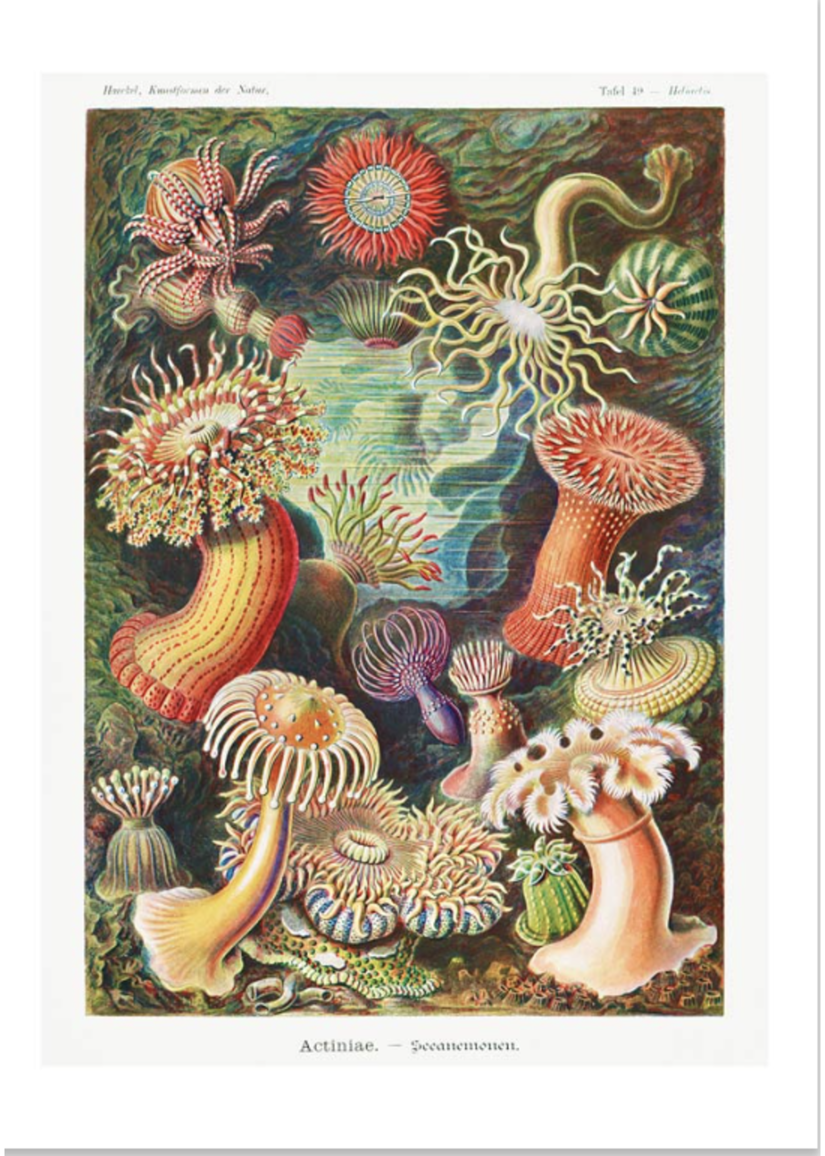 Ink & Drop Actinia Sea Anemones Vintage Print 12x16