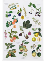 Koustrupco Fruit tea towel