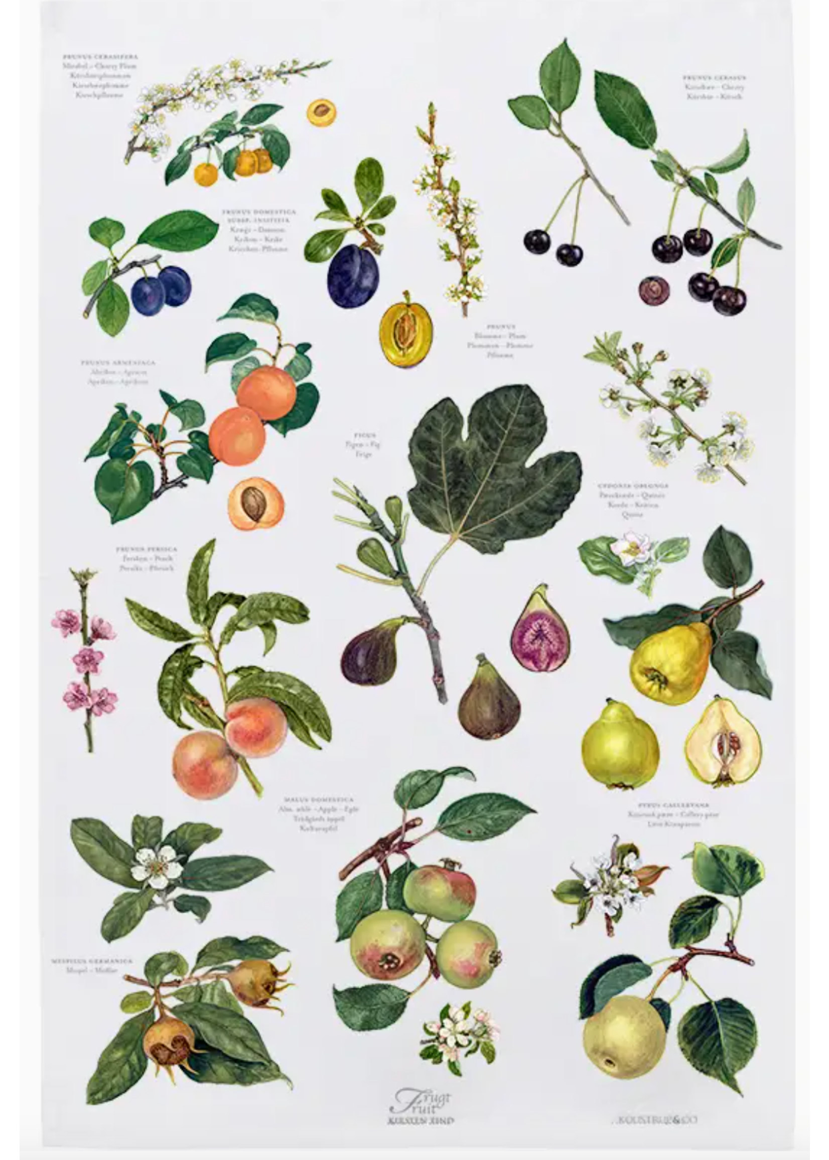 Koustrupco Fruit tea towel