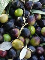 Olive Us Hojiblanca-Mild (Australia May, 2022)