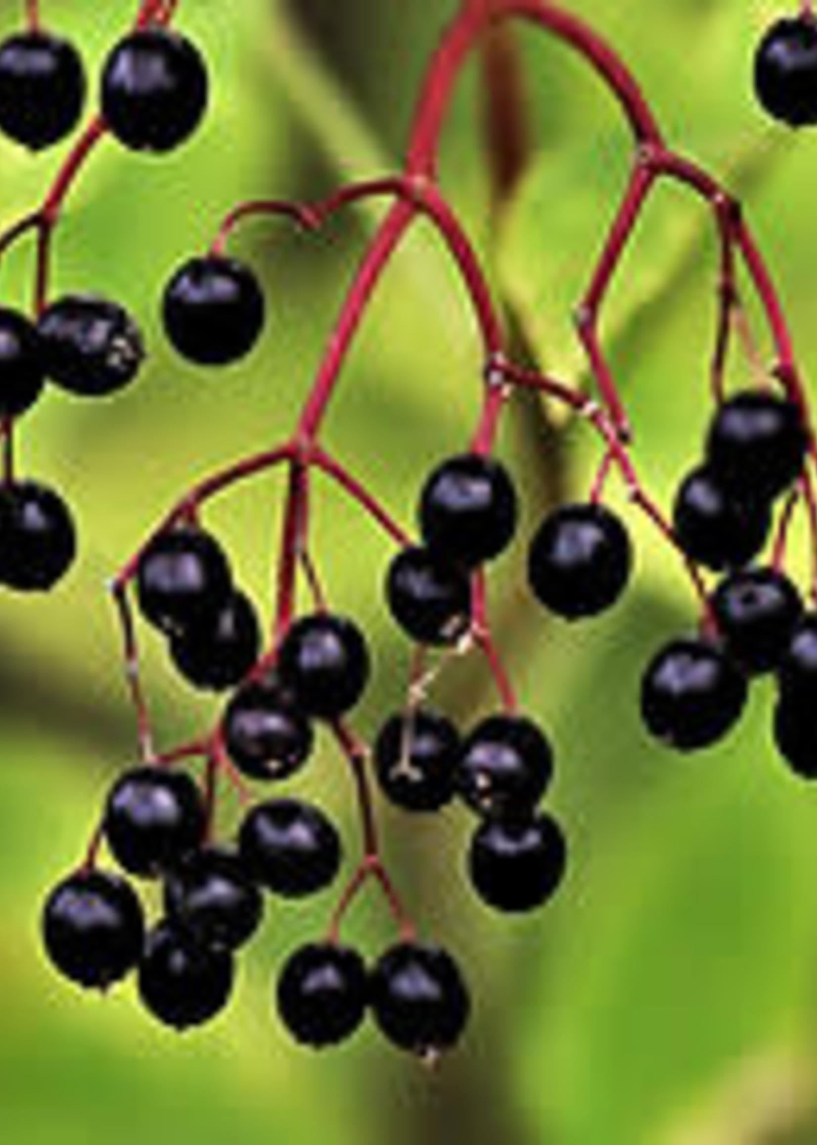 Olive Us Elderberry Dark Balsamic