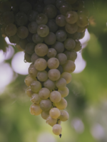 Olive Us Organic White Balsamic