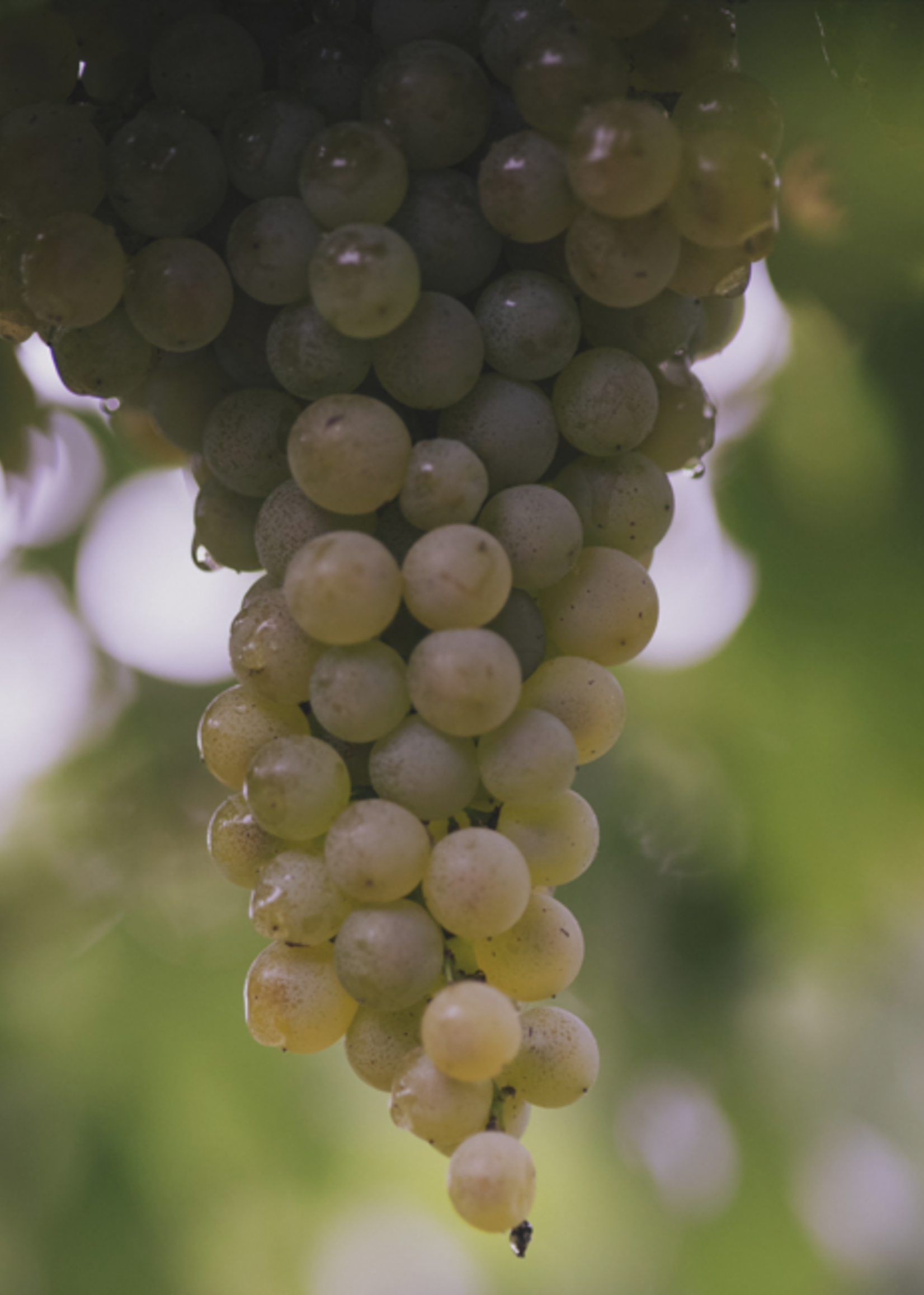 Olive Us Organic White Balsamic