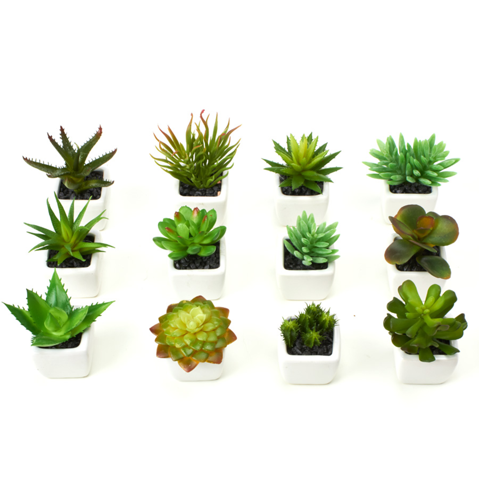 GREEN SUCCULENT IN 2’’ POT REG $2.99