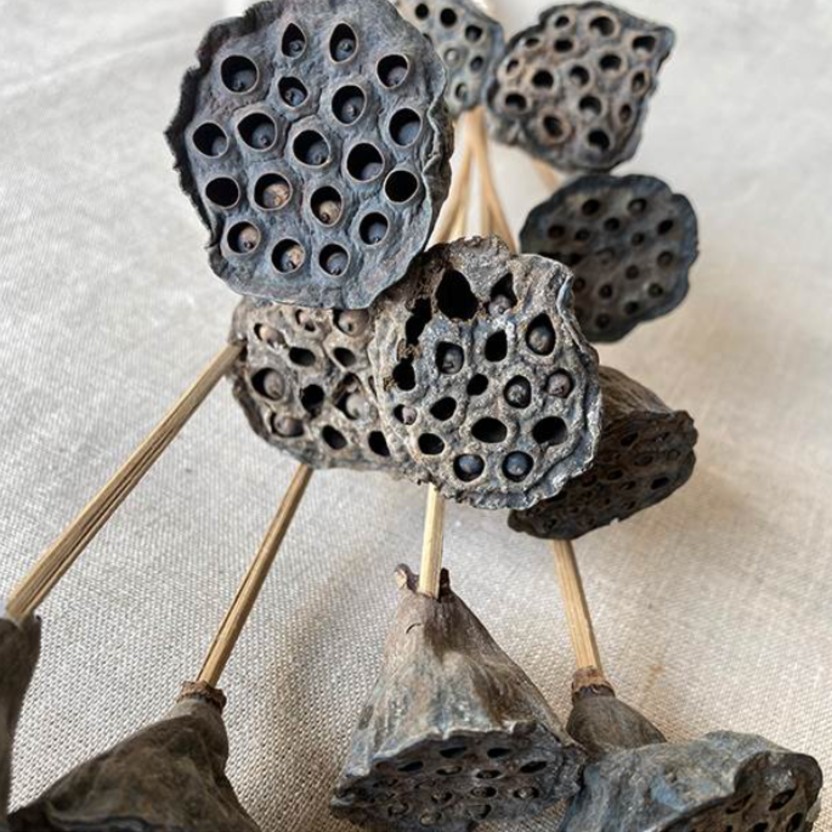 MINI LOTUS POD BUNCH, 12 PCS