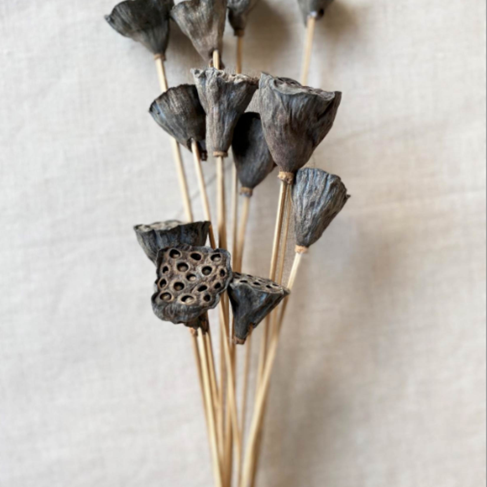 MINI LOTUS POD BUNCH, 12 PCS