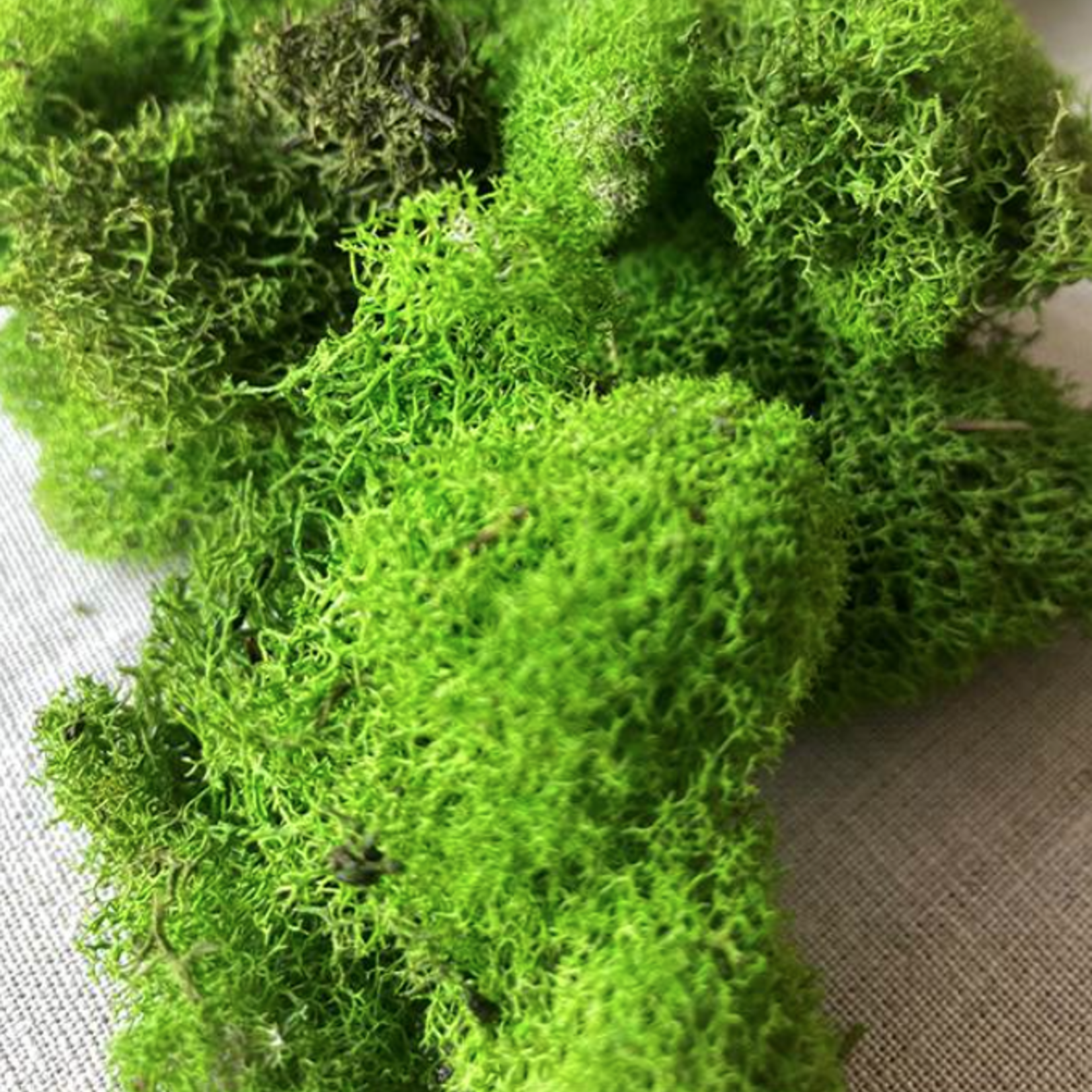 Reindeer Moss Spring Green