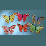 5in. FEATHER BUTTERFLIES, 12pk