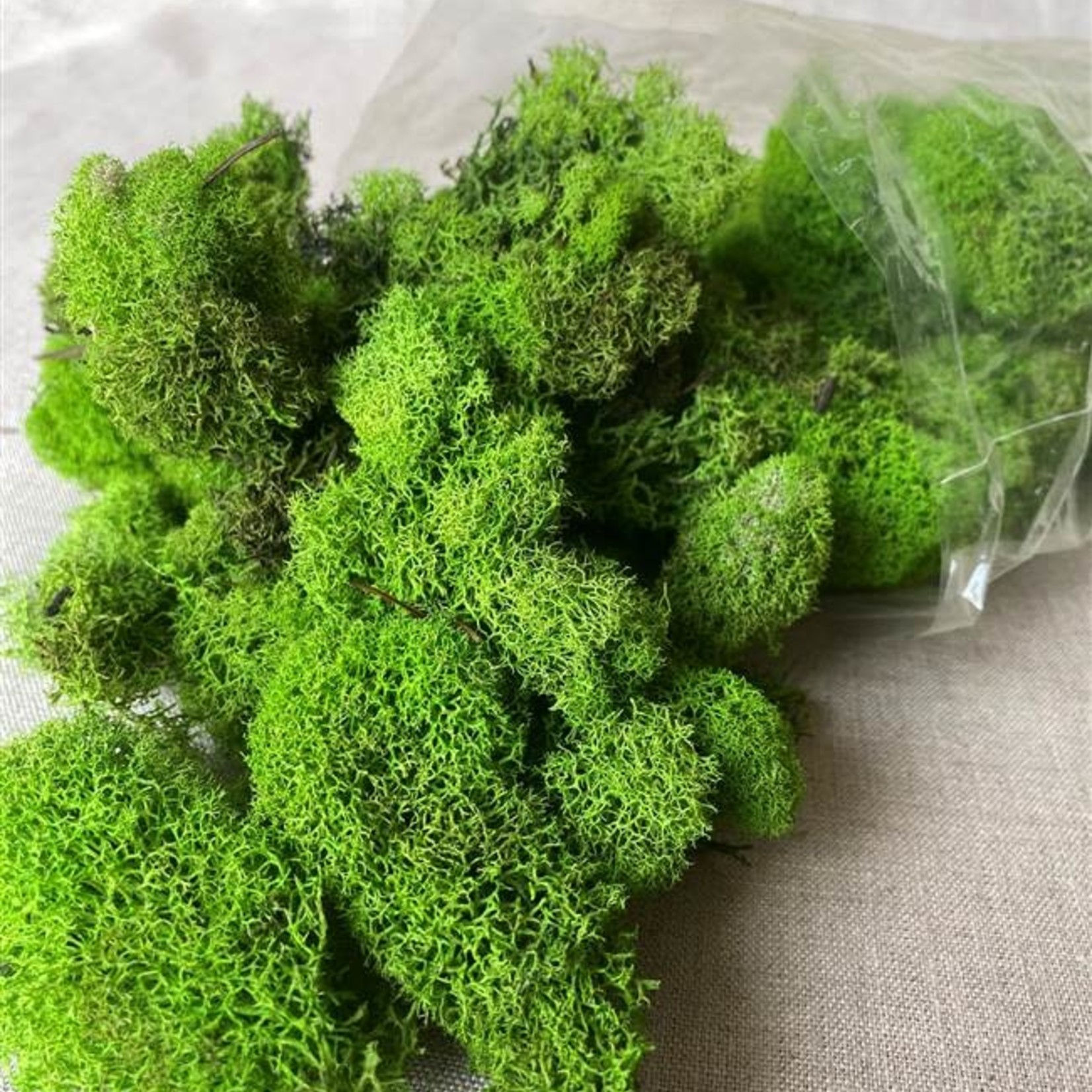 Reindeer Moss Spring Green