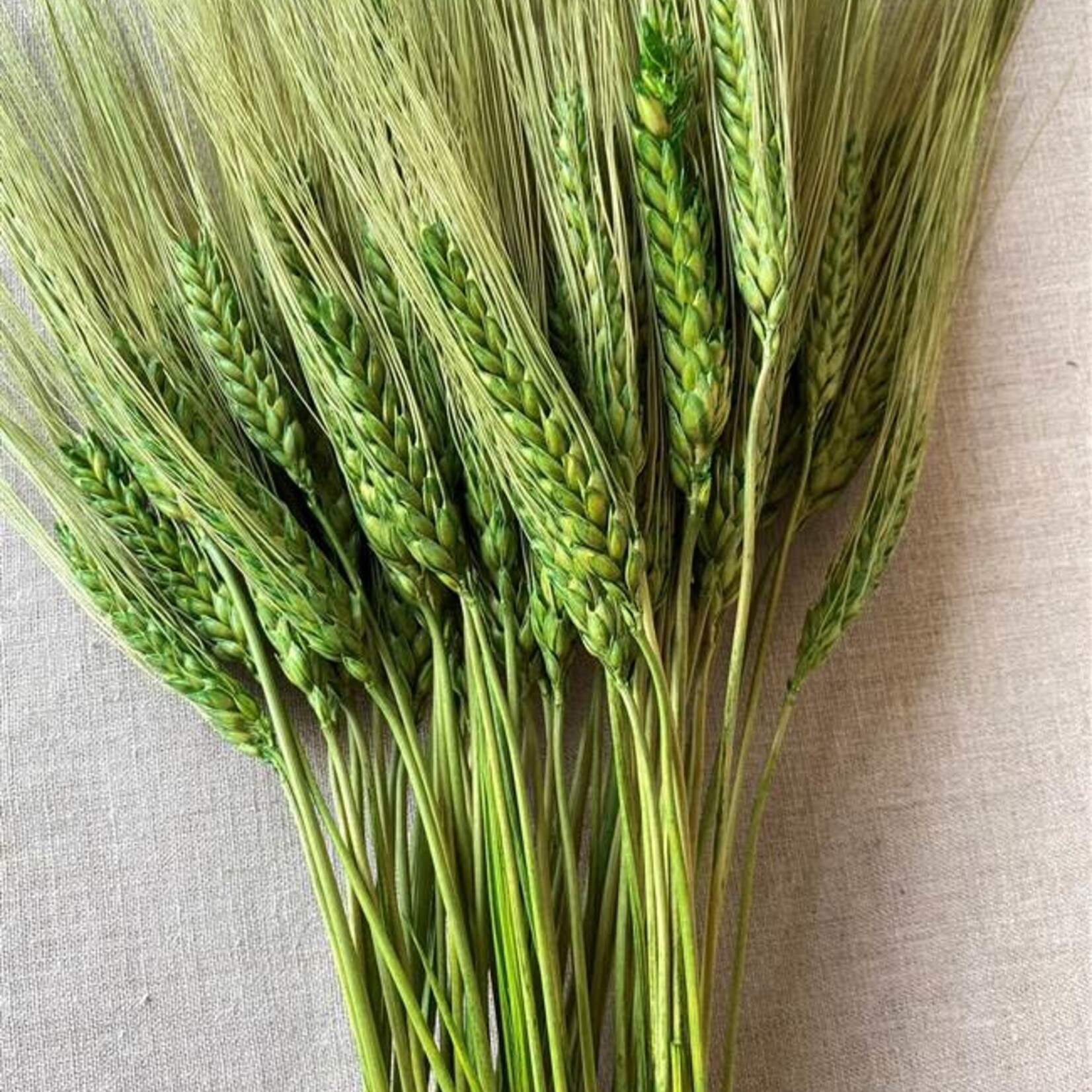 WHEAT GRASS GREEN,8 OZ,