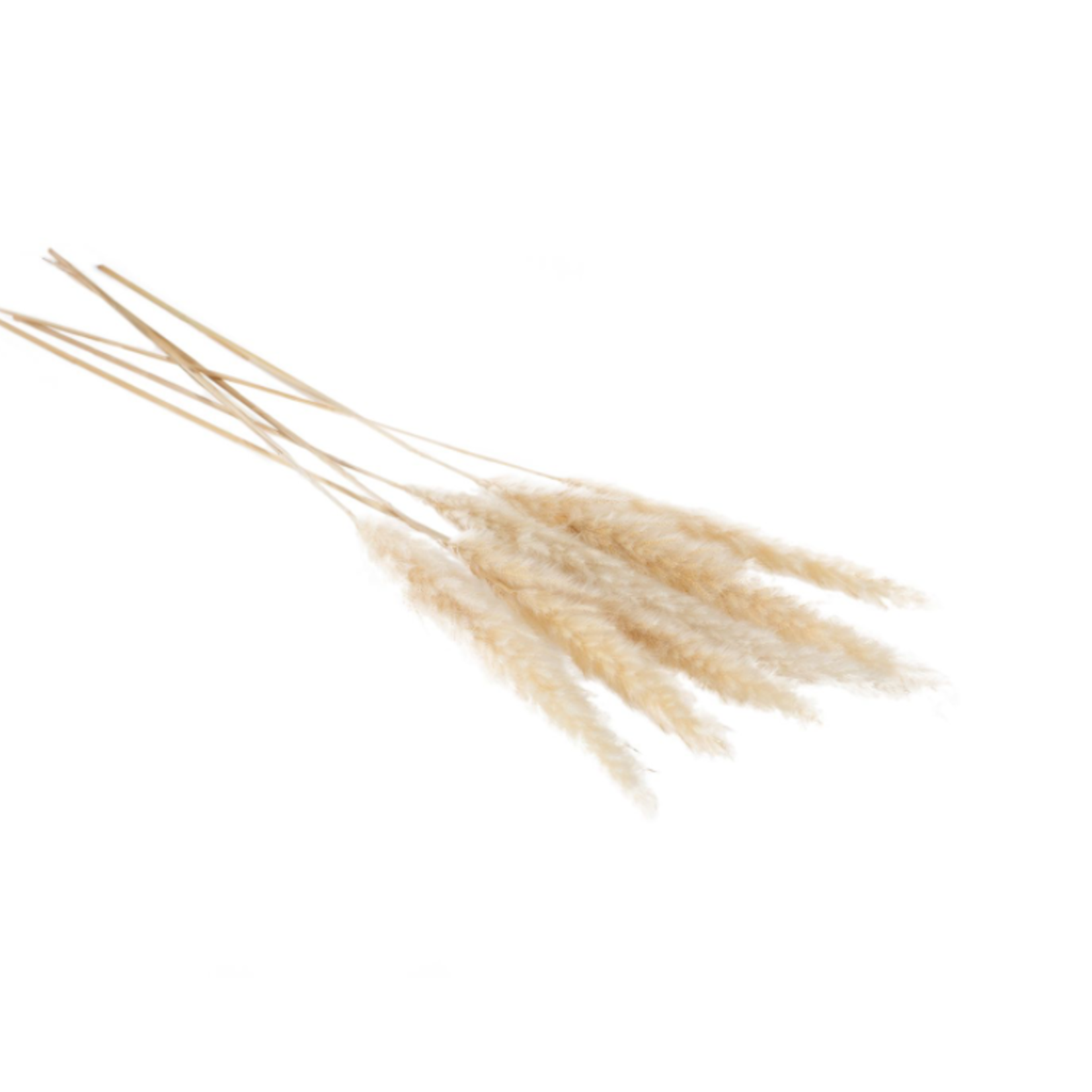 25.5" - 28” WHITE PAMPAS GRASS Pack of 6