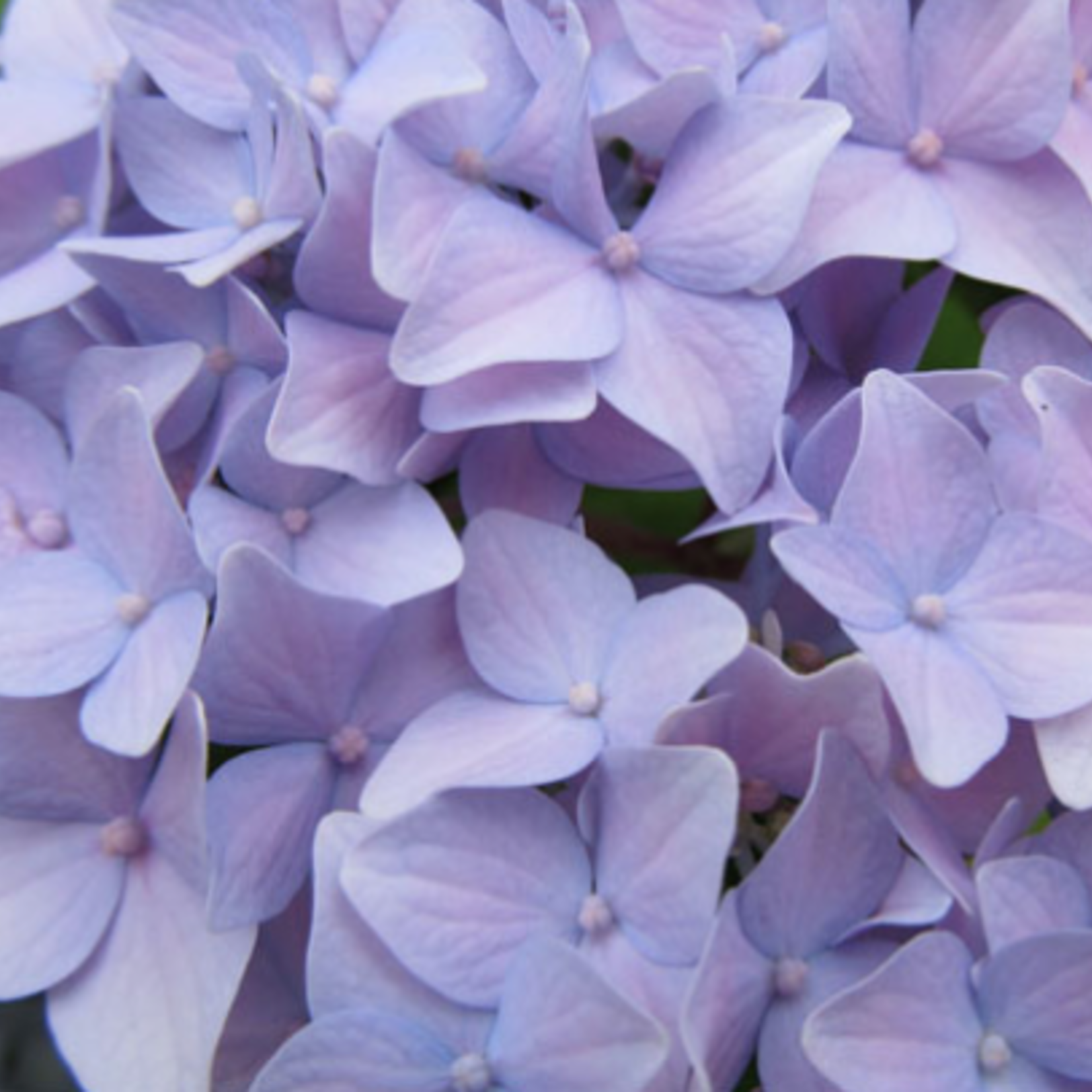 762 COLORTOOL HYACINTH
