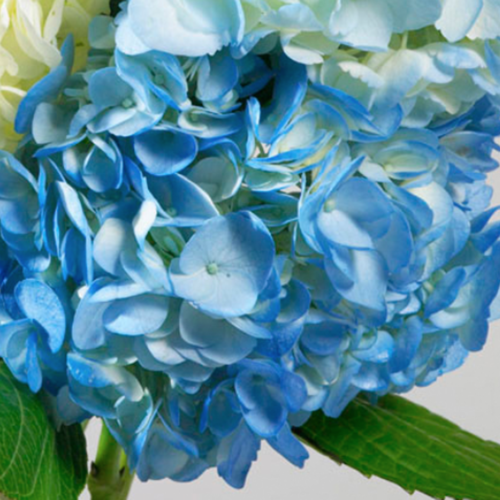 40% off was $14 now $8.39. 137 Just For Flowers delphinium blue